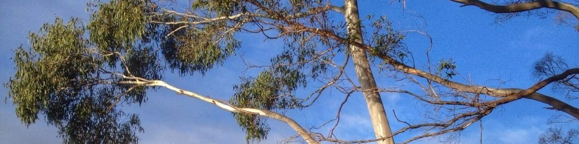 There's lots of little stopping areas along the highway through Franklin that make for a lovely photo over the river.