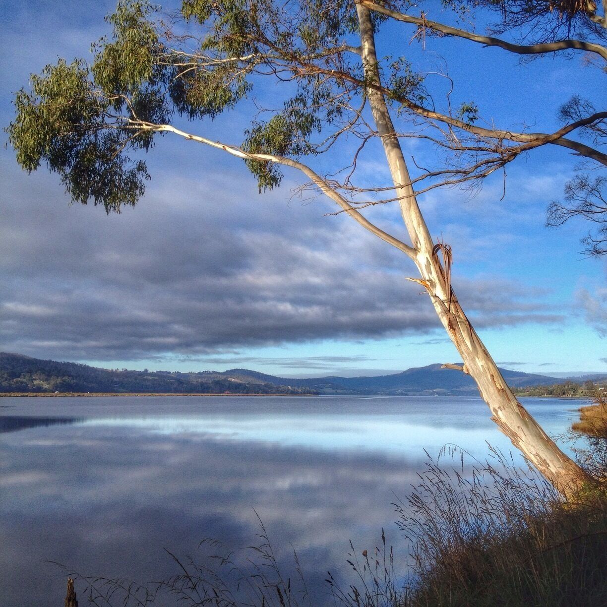 A tree by a calm lake with a cloudy sky.