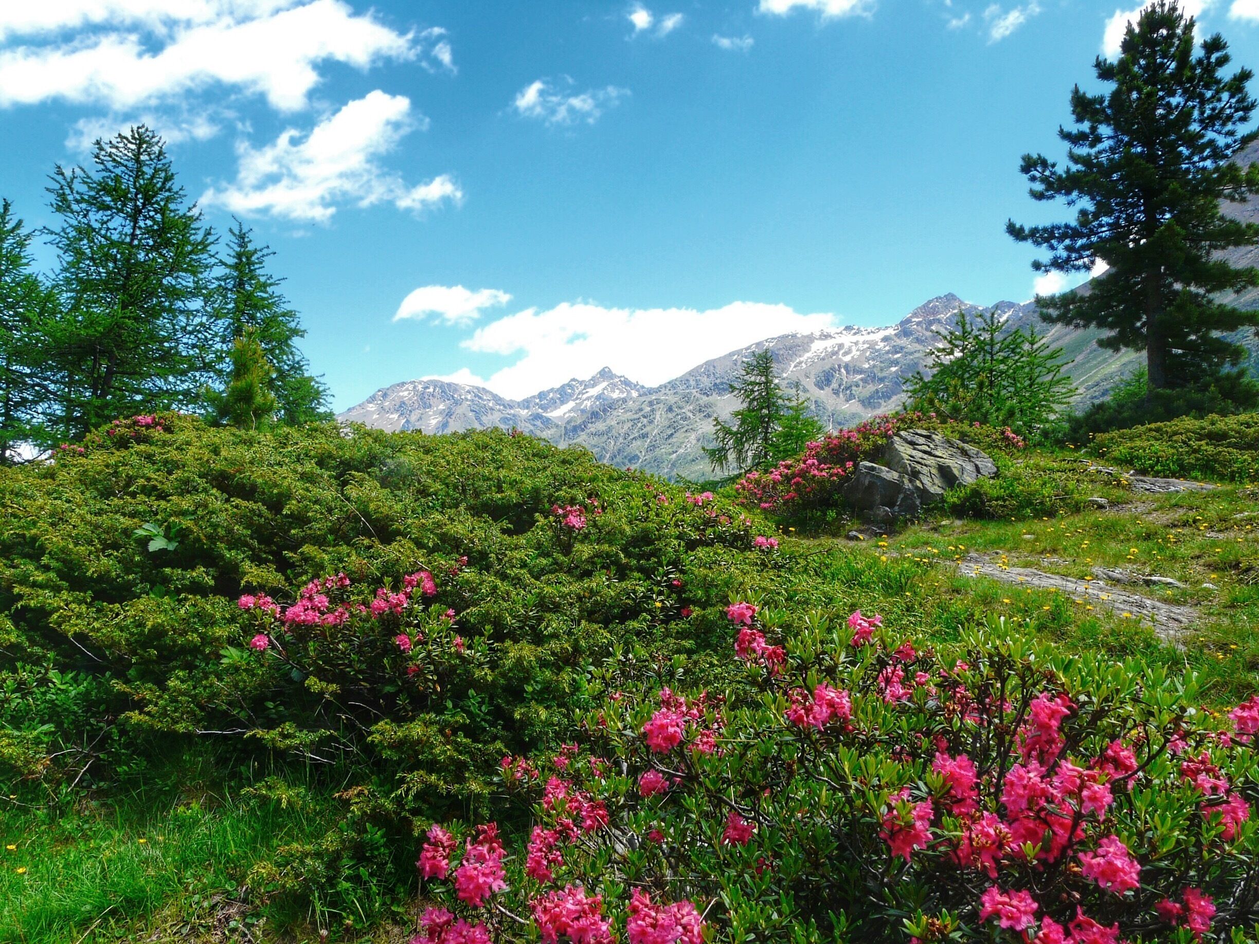 Alp roses in Martello valley