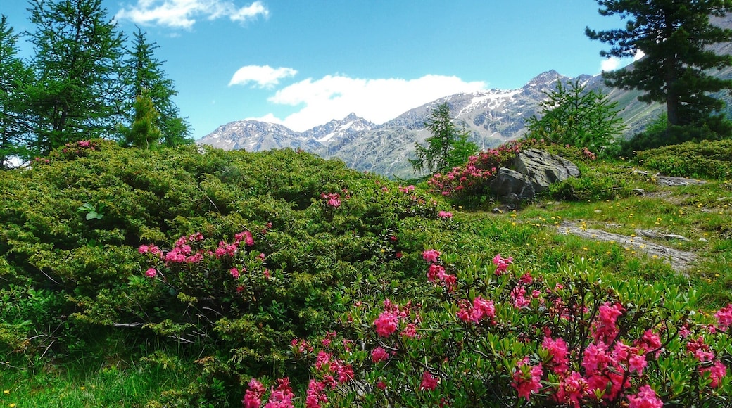 Alp roses in Martello valley