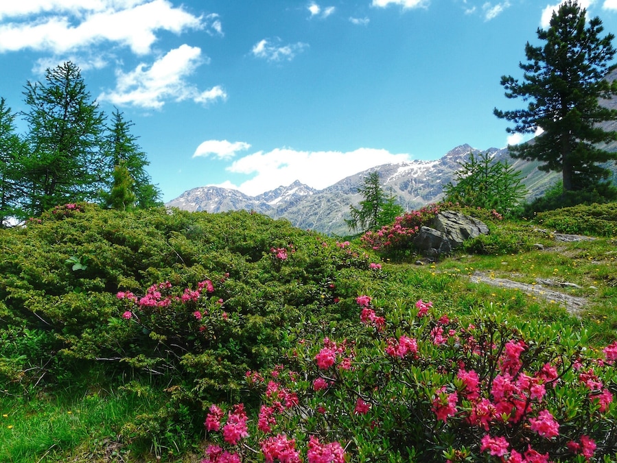 Alp roses in Martello valley