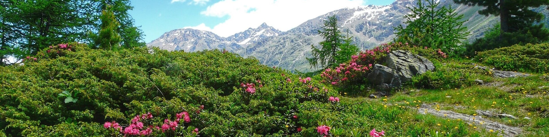 Alp roses in Martello valley