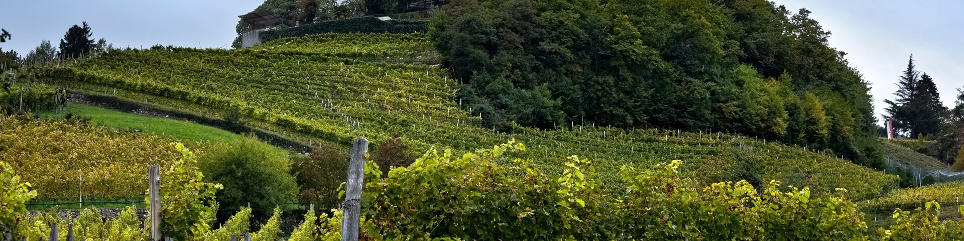 A historic building with a tower on a hill, surrounded by lush vineyards.