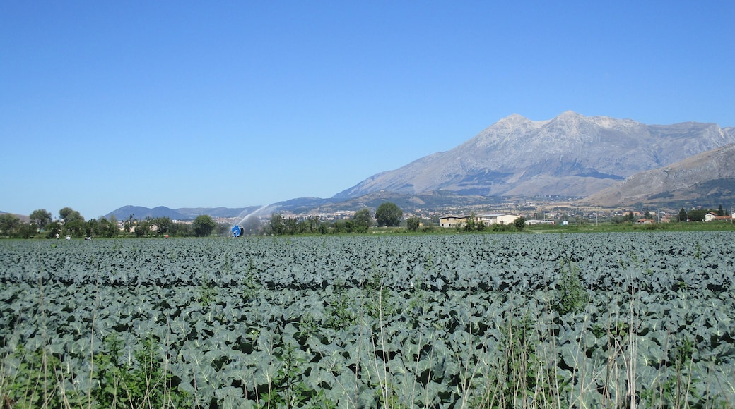Campi coltivati del Fucino (monte Velino sullo sfondo)