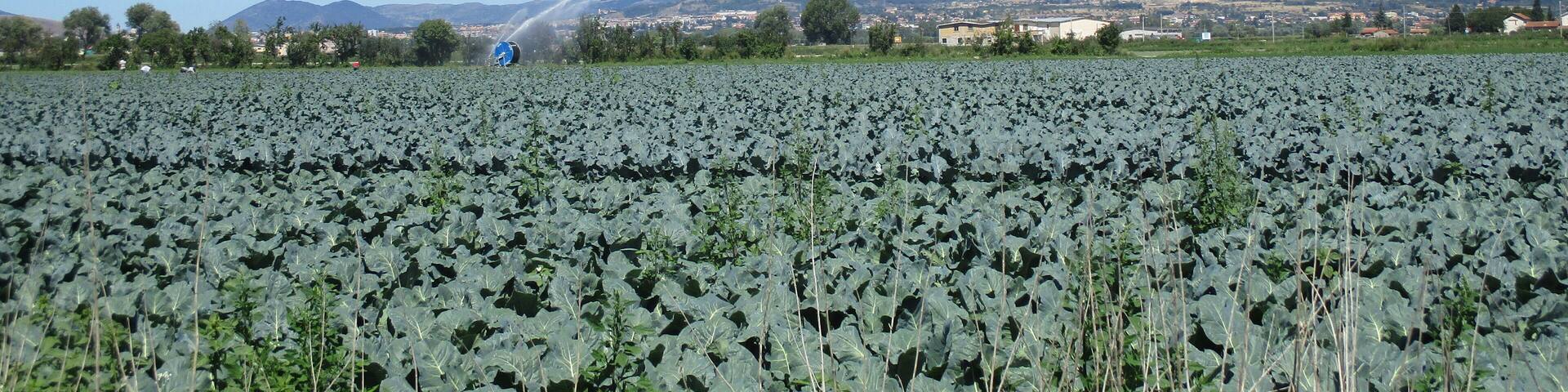 Campi coltivati del Fucino (monte Velino sullo sfondo)