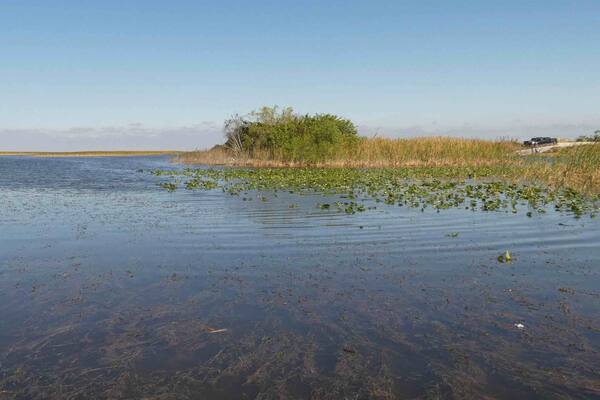 Taking an airboat excursion to capture pics of The Everglades wildlife.