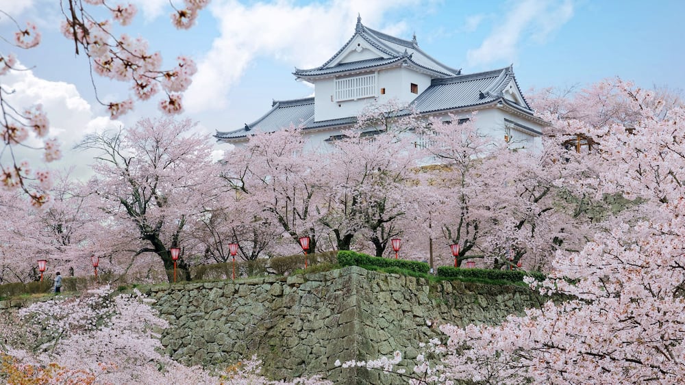 Eine traditionelle japanische Burg, umgeben von Kirschblütenbäumen.