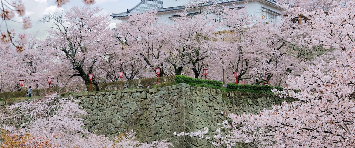 A majestic Yagura tower stands above the stone wall of Tsuyama Castle (a historic Japanese fortress), which is surrounded by romantic cherry blossom trees in beautiful Sakura season, in Okayama, Japan