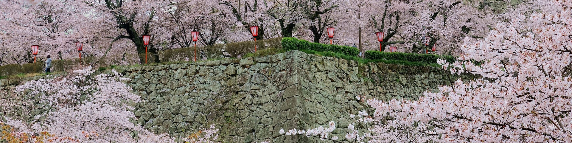 A majestic Yagura tower stands above the stone wall of Tsuyama Castle (a historic Japanese fortress), which is surrounded by romantic cherry blossom trees in beautiful Sakura season, in Okayama, Japan