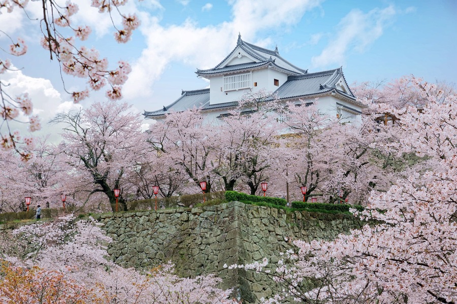A majestic Yagura tower stands above the stone wall of Tsuyama Castle (a historic Japanese fortress), which is surrounded by romantic cherry blossom trees in beautiful Sakura season, in Okayama, Japan