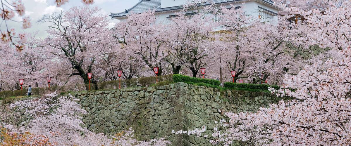 A traditional Japanese castle surrounded by cherry blossom trees.