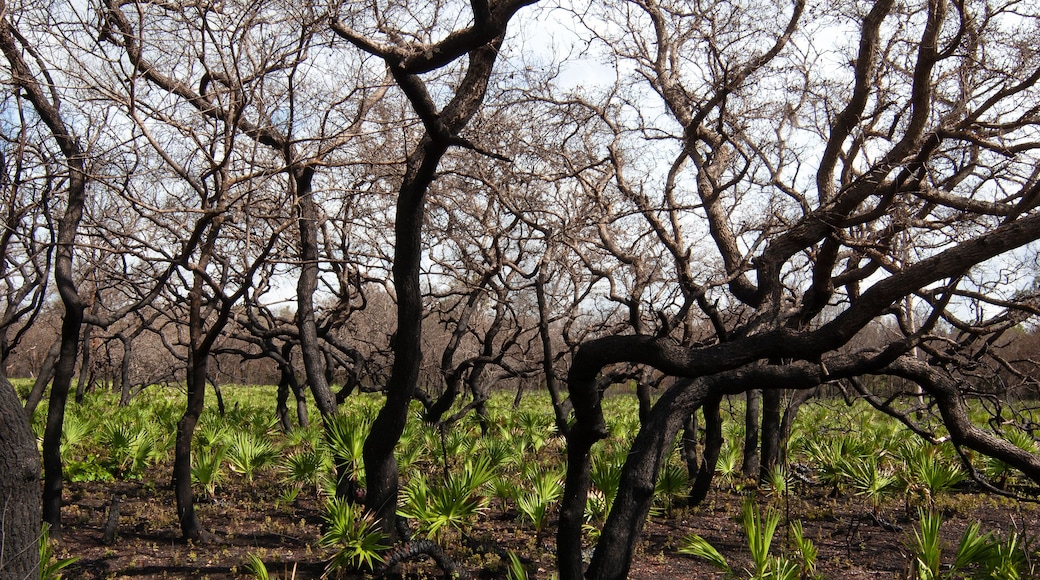 Balm-Boyette Scrub Preserve
