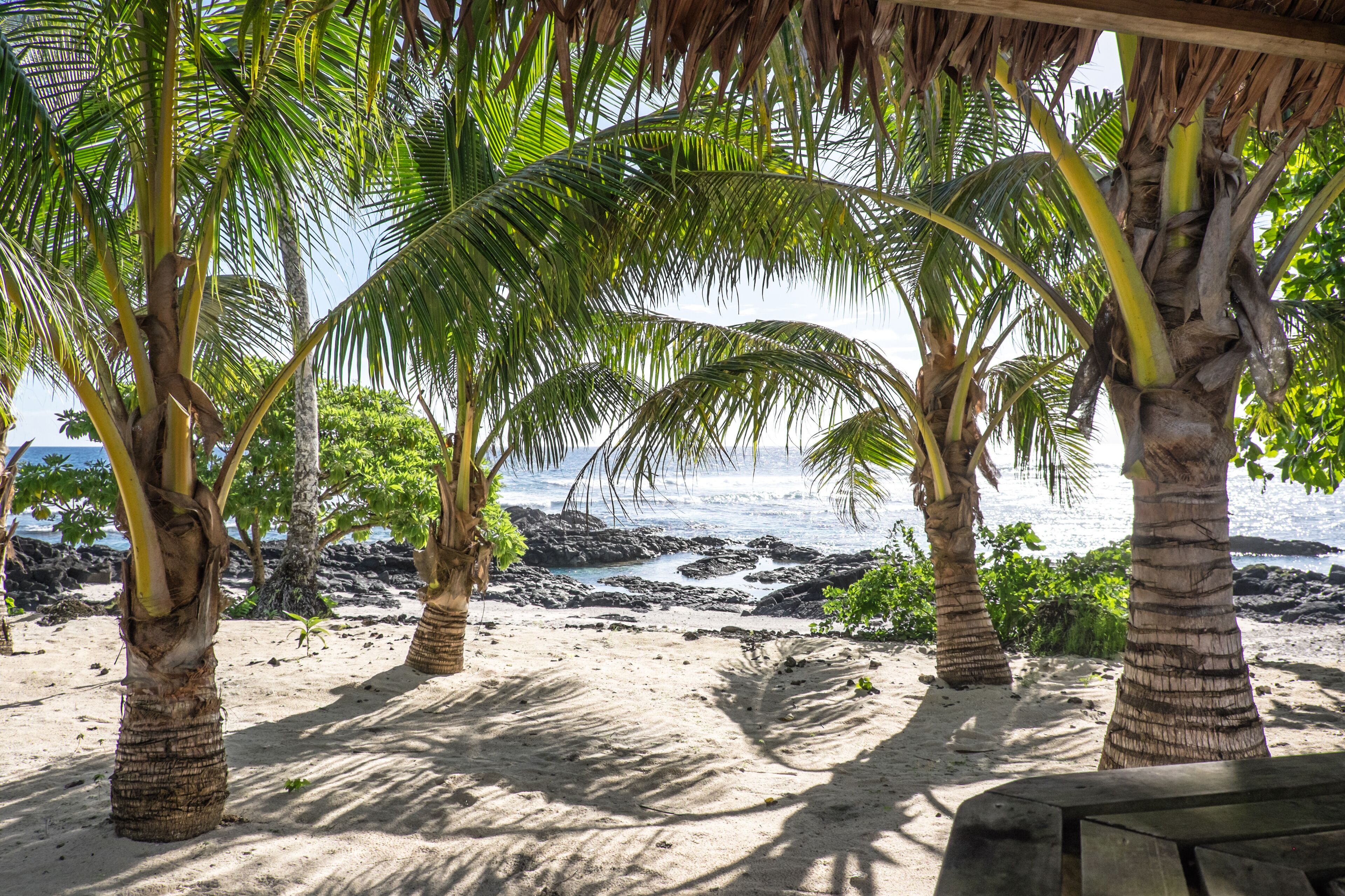 A beach with palm trees, a rocky shoreline, and a clear sky.