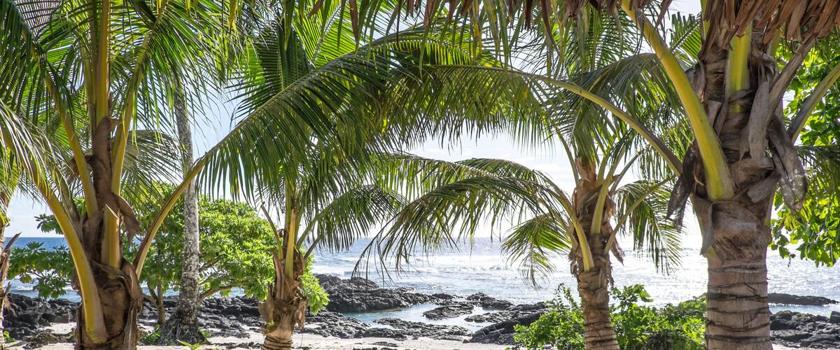 A beach with palm trees, a rocky shoreline, and a clear sky.