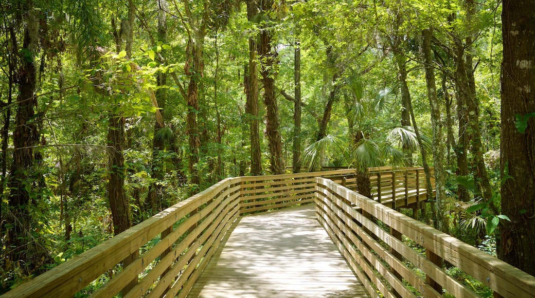 Eureka Springs Regional Park showing a bridge and a park