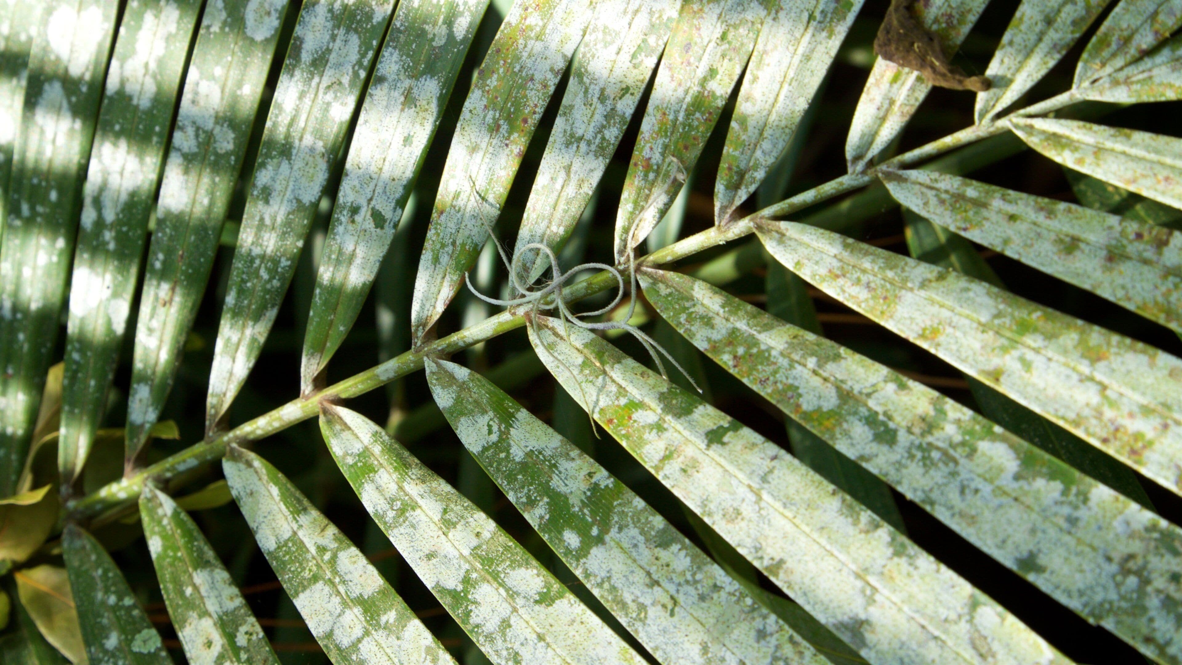 Eureka Springs Regional Park