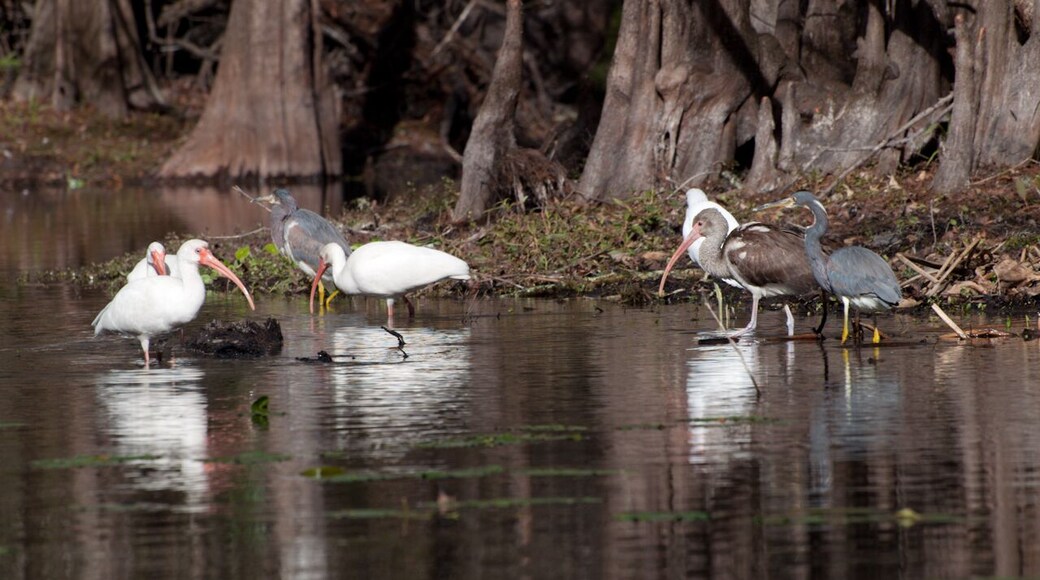 A white ibis family with adults and juveniles along with tri colored herons. I love the old mahogany trees that make the background habitat so beautiful.