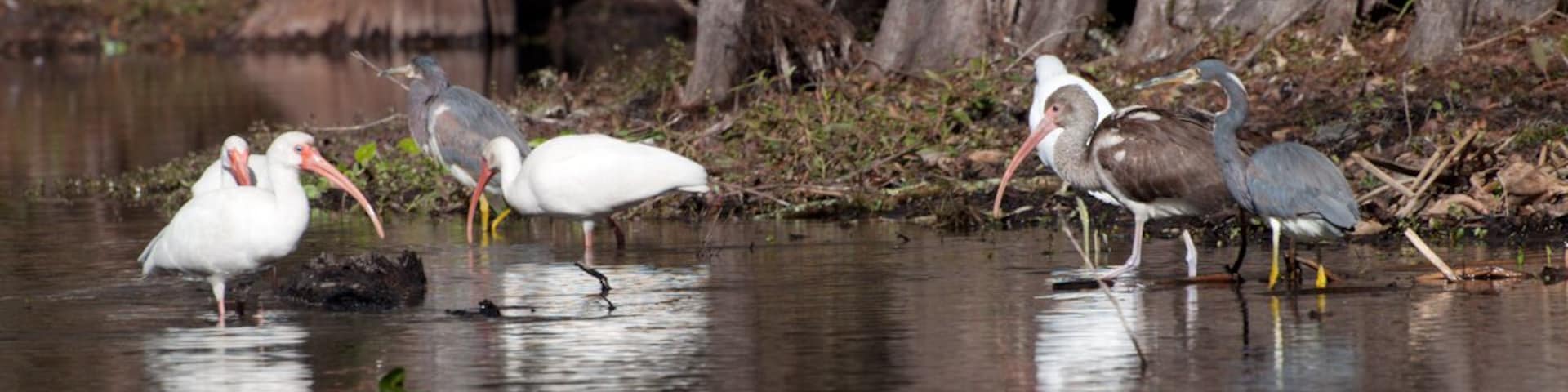 A white ibis family with adults and juveniles along with tri colored herons. I love the old mahogany trees that make the background habitat so beautiful.