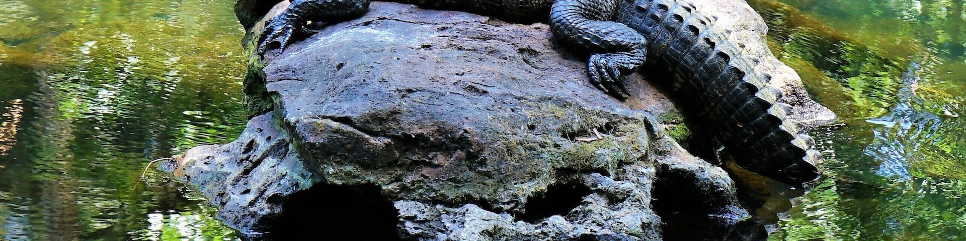 I'm not from FL. This was my second day out looking for gators. I guess you can always find some in this area. There are lots of people on the weekends, so go during the week if you can.