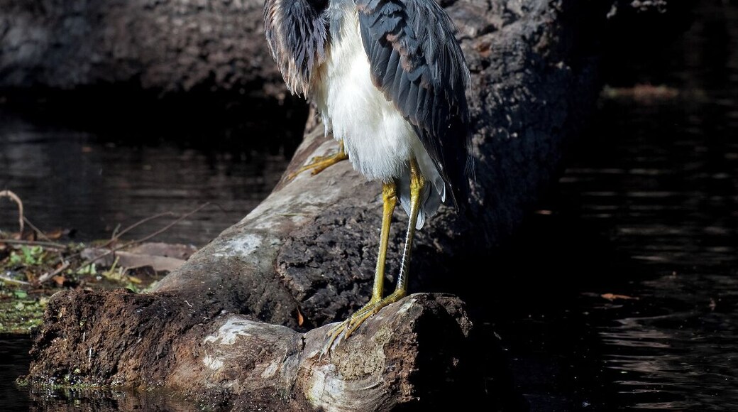 A pair of Tri Colored Herons perched on a stump in the backwaters of the Hillsborough River.
