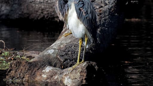 A pair of Tri Colored Herons perched on a stump in the backwaters of the Hillsborough River.