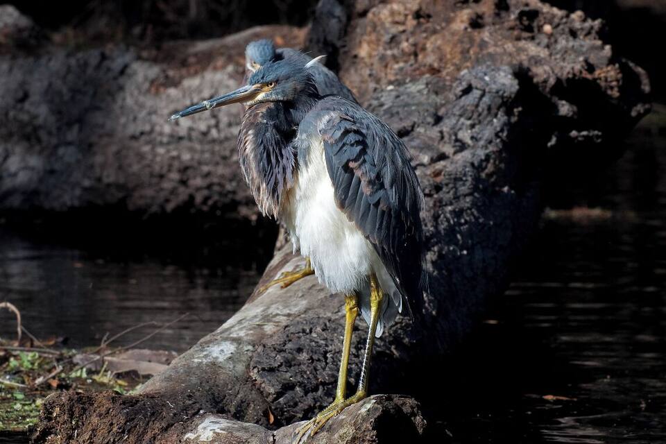 Una garza parada sobre un tronco junto al agua.