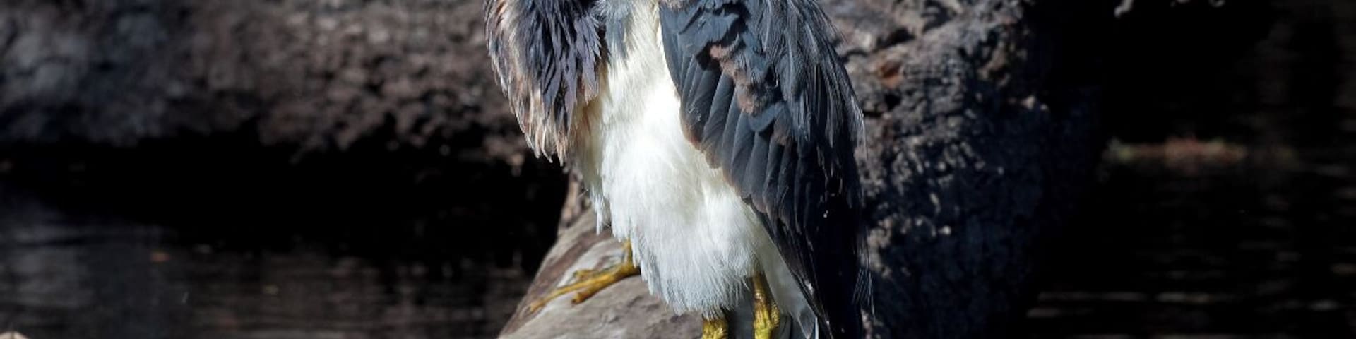 A pair of Tri Colored Herons perched on a stump in the backwaters of the Hillsborough River.