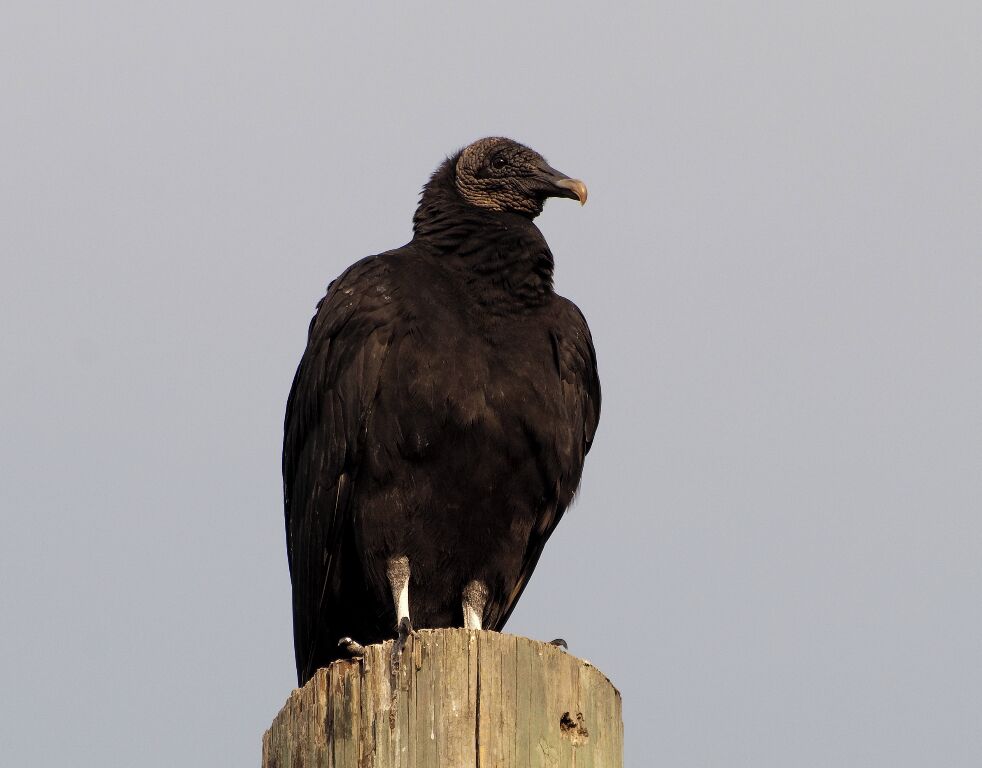 A black vulture waiting for a full meal. These birds are not quite as homely as the turkey vultures in the midwest. These birds are appropriately named with black eyes, beak and feathers. 