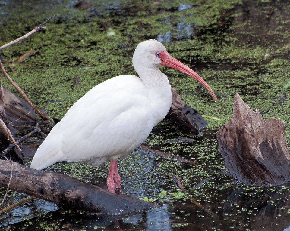 An adult white ibis with beautiful blue eyes. These are tough birds to photograph in the sun because of the blown out white feathers that frequently show up. these birds are not grayish or mottled white, they are snow white.