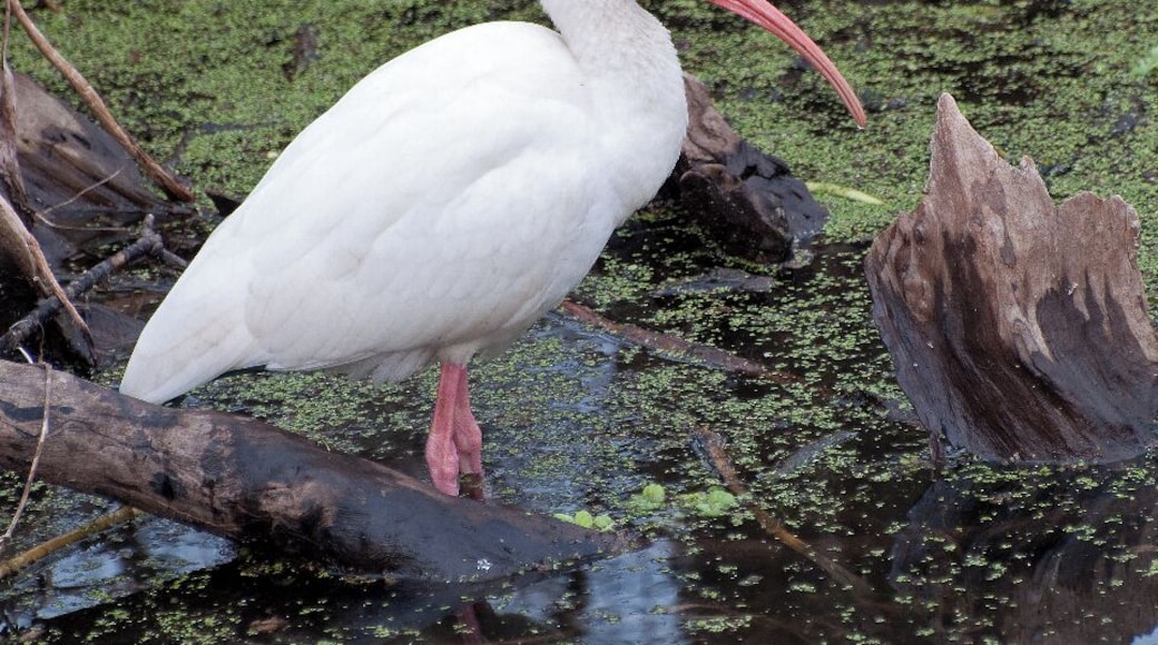 An adult white ibis with beautiful blue eyes. These are tough birds to photograph in the sun because of the blown out white feathers that frequently show up. these birds are not grayish or mottled white, they are snow white.