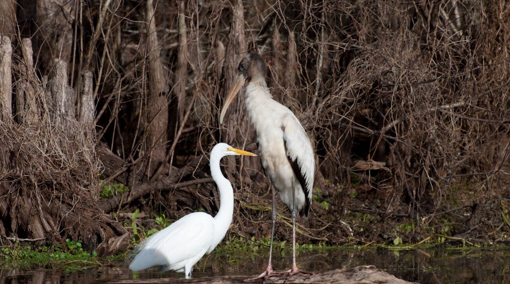 A wood stork next to a great egret. These 2 appeared to be buddies standing right next to each other. I think this was a prime fishing platform. If you ever have the chance to float this river in a kayak make sure that you do it. The bird and reptile life along this river is amazing.