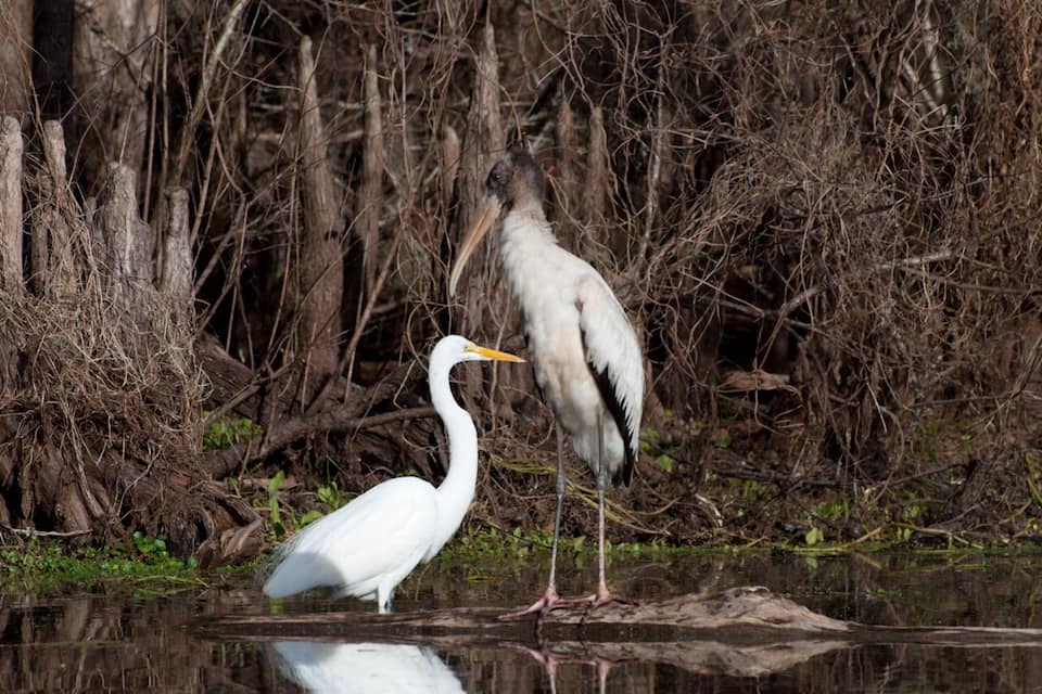 Una garza blanca y un martín pescador de pie junto a una masa de agua rodeada de vegetación densa y enmarañada.