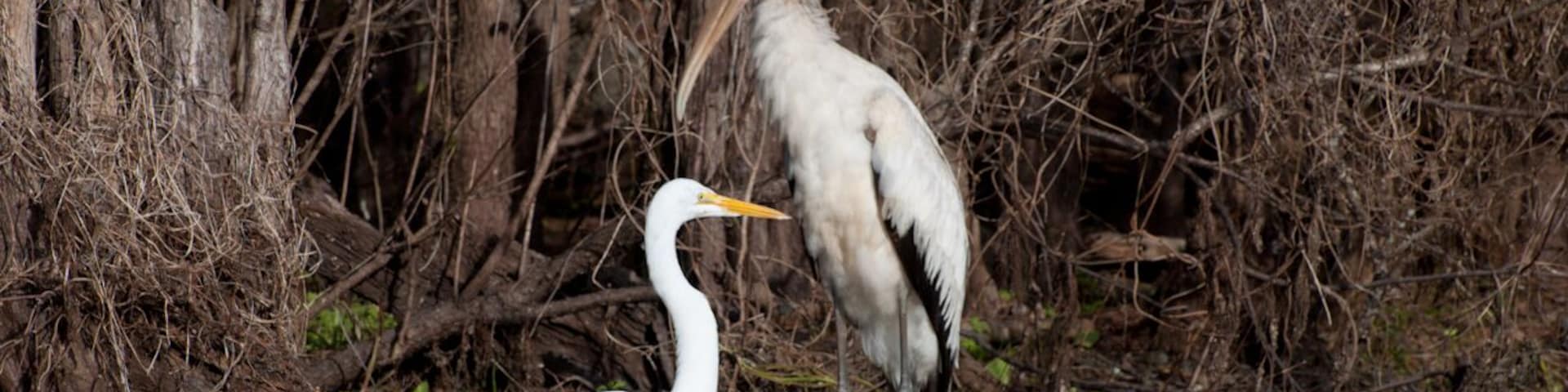 A wood stork next to a great egret. These 2 appeared to be buddies standing right next to each other. I think this was a prime fishing platform. If you ever have the chance to float this river in a kayak make sure that you do it. The bird and reptile life along this river is amazing.