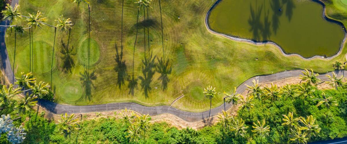 Palm trees and small pond in a golf course, aerial view.