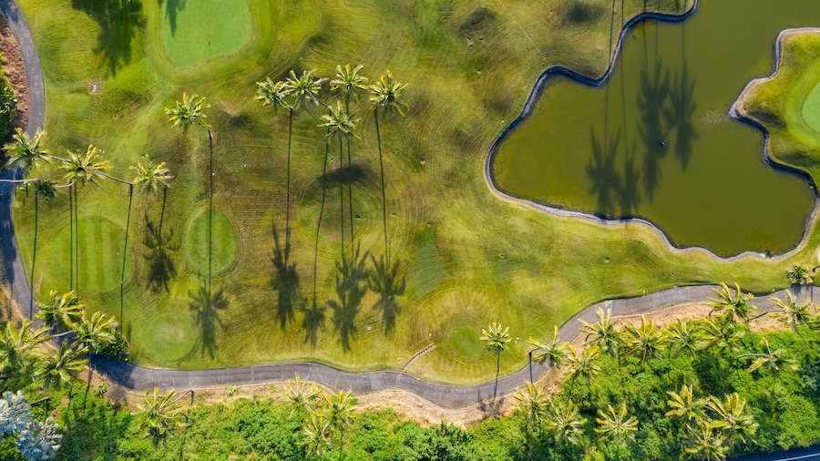 Palm trees and small pond in a golf course, aerial view.
