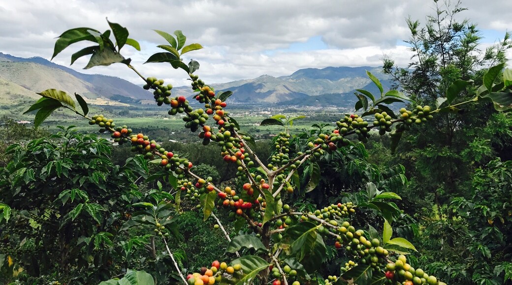 Red coffee beans with backdrop of beautiful Antigua city !!
After taking this pic, we plucked the beans to make our own cup of coffee !