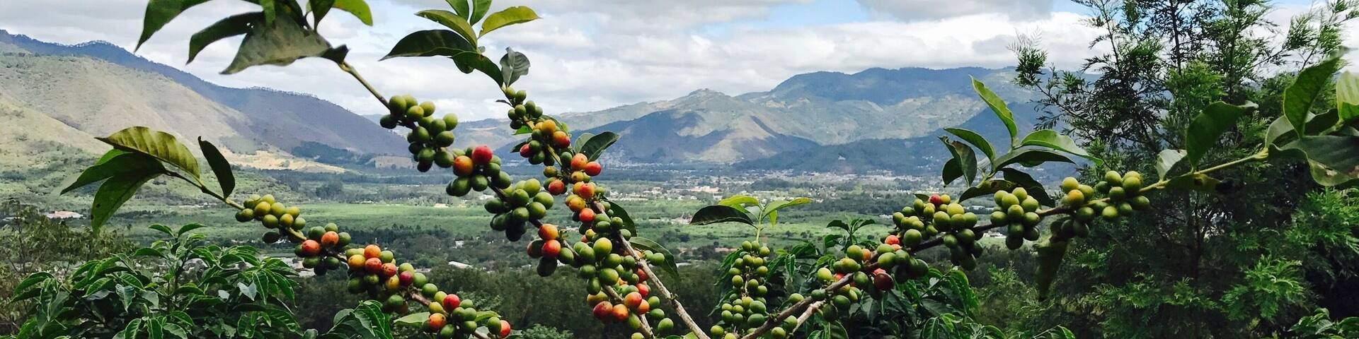 Red coffee beans with backdrop of beautiful Antigua city !!
After taking this pic, we plucked the beans to make our own cup of coffee !
