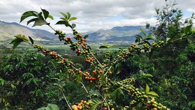 Red coffee beans with backdrop of beautiful Antigua city !!
After taking this pic, we plucked the beans to make our own cup of coffee !