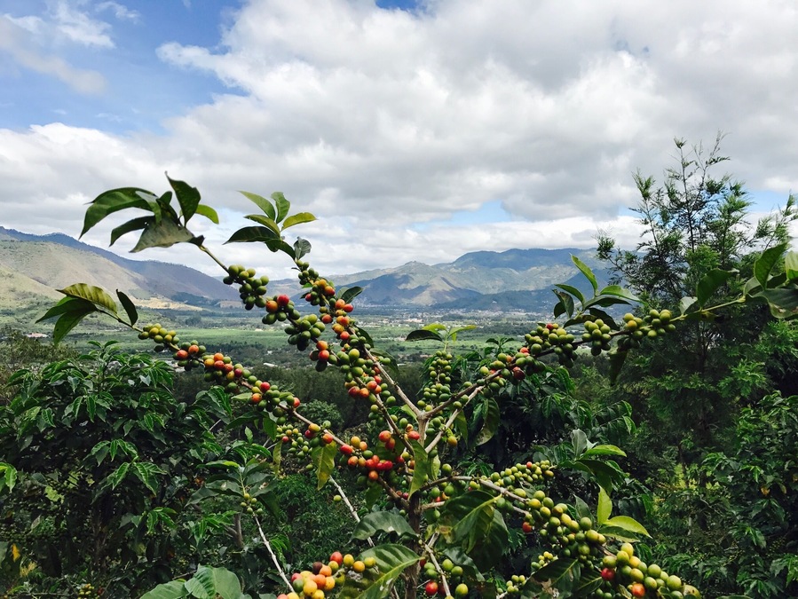 Red coffee beans with backdrop of beautiful Antigua city !! 
After taking this pic, we plucked the beans to make our own cup of coffee !