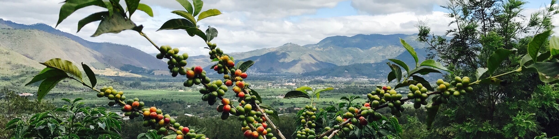 Red coffee beans with backdrop of beautiful Antigua city !!
After taking this pic, we plucked the beans to make our own cup of coffee !