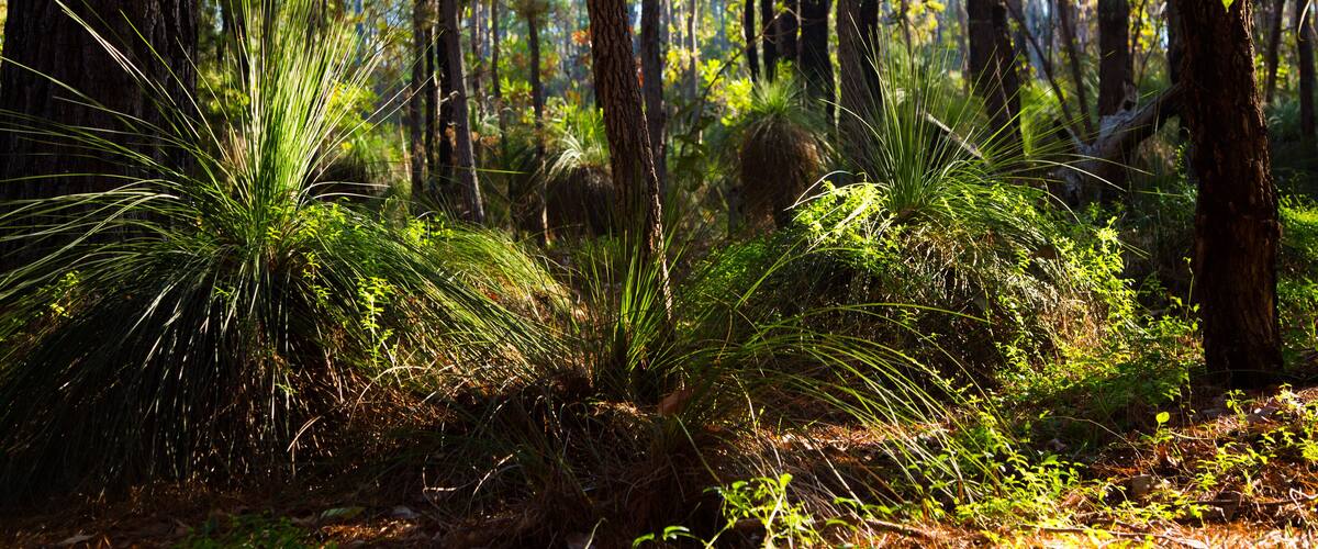 Forest with Gras Trees in Western Australia