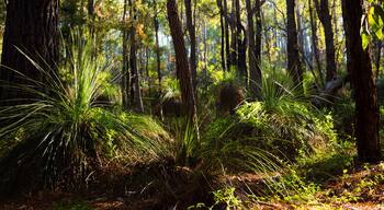 Forest with Gras Trees in Western Australia