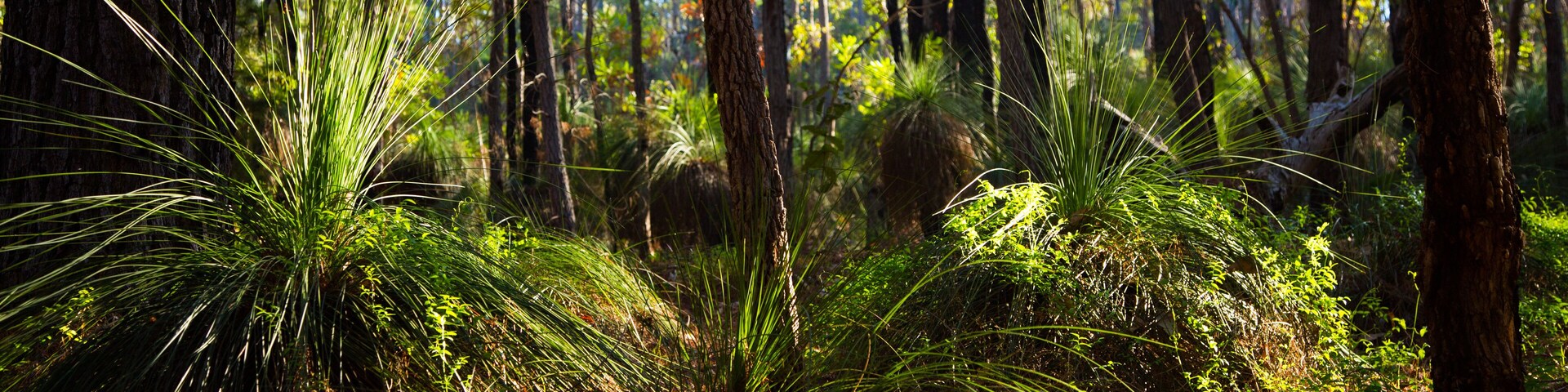 Forest with Gras Trees in Western Australia