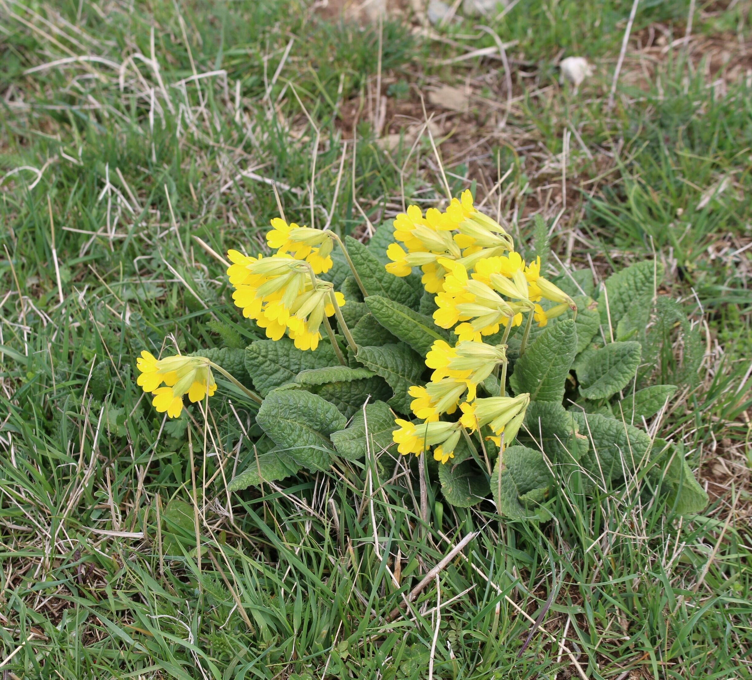 Haldizen plateau, Çaykara, Trabzon, Turkey 
#SpringFun 
