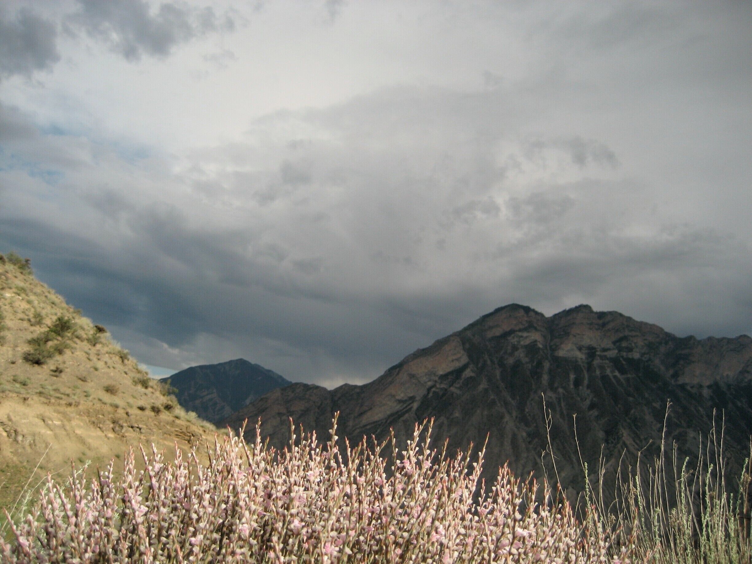 A mountainous landscape with a foreground of flowering plants and a cloudy sky.