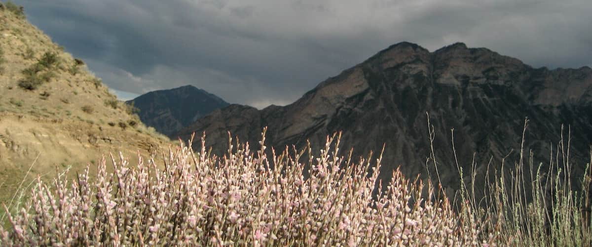 A mountainous landscape with a foreground of flowering plants and a cloudy sky.