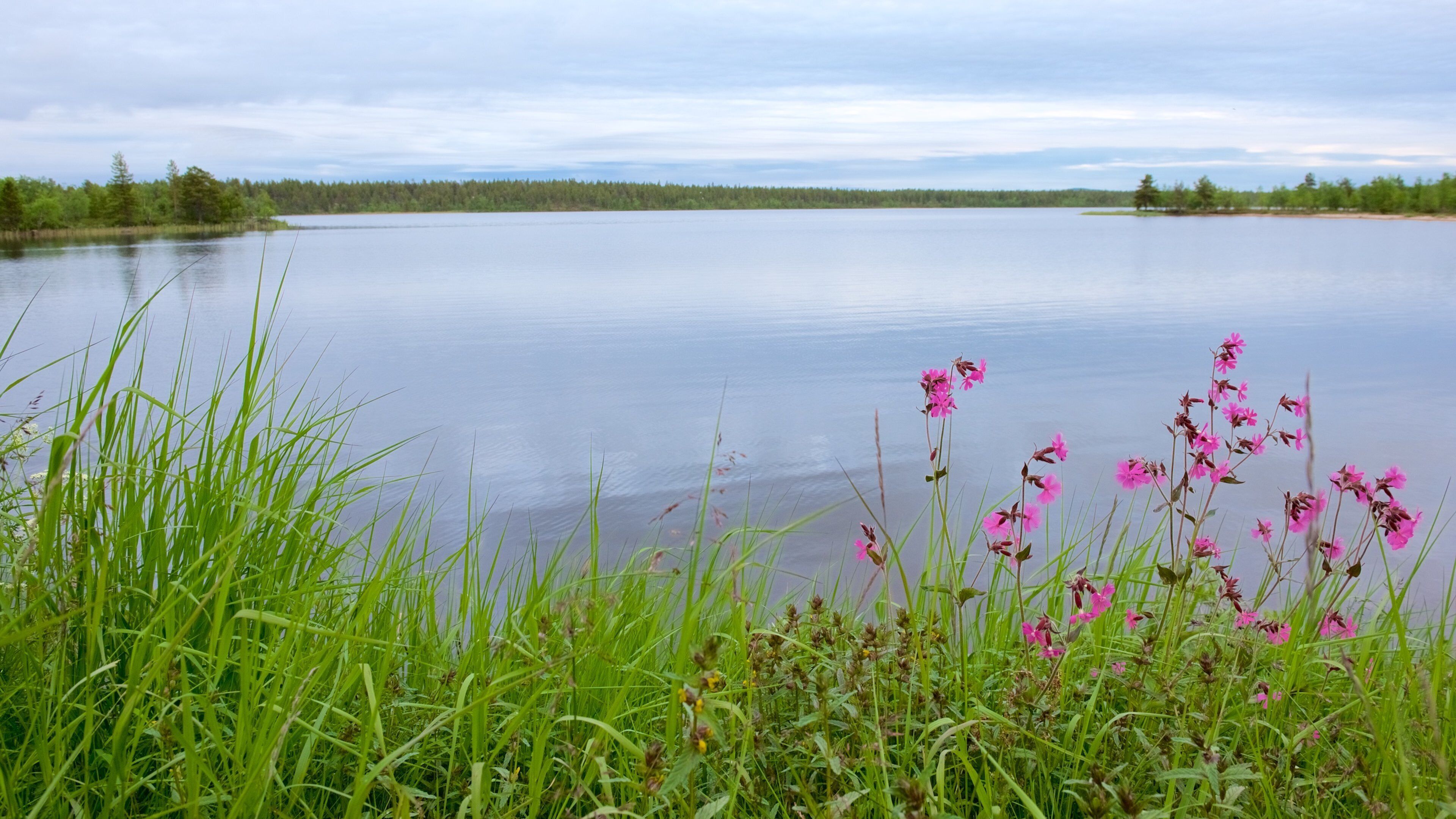 Muotkajarvi showing tranquil scenes, flowers and a river or creek