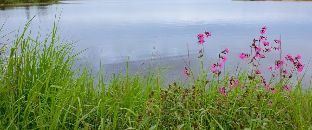 Muotkajärvi og byder på fredfyldte omgivelser, blomster og en flod eller et vandløb