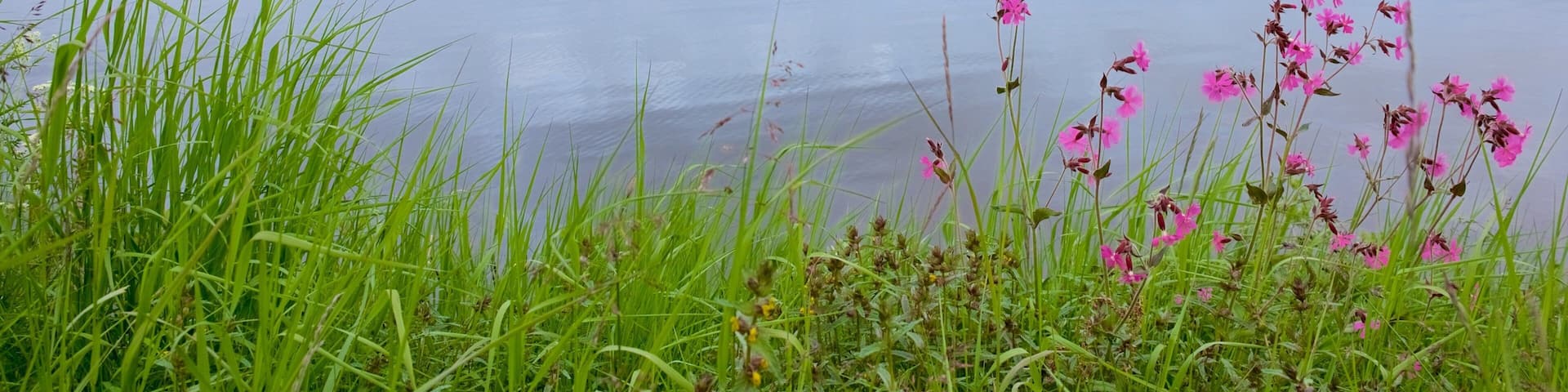 Muotkajarvi showing tranquil scenes, flowers and a river or creek