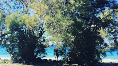 A beach with dense trees and clear blue water.